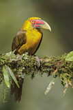 Image. Saffron Toucanet