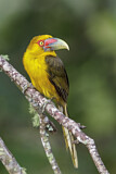 Image. Saffron Toucanet