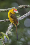 Image. Saffron Toucanet