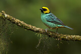 Image. Saffron-crowned Tanager