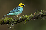 Image. Saffron-crowned Tanager
