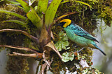 Image. Saffron-crowned Tanager