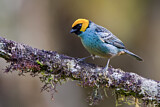 Image. Saffron-crowned Tanager