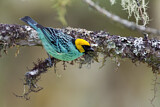 Image. Saffron-crowned Tanager