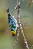 Image. Saffron-crowned Tanager