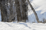 Image. Sage Grouse