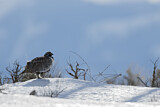 Image. Sage Grouse
