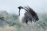 Image. Sage Grouse