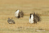 Image. Sage Grouse