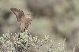 Image. Sage Thrasher