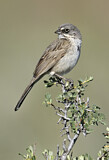 Image. Sagebrush Sparrow