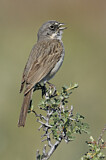 Image. Sagebrush Sparrow