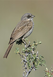 Image. Sagebrush Sparrow
