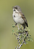 Image. Sagebrush Sparrow