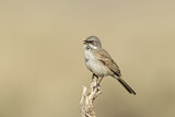 Image. Sagebrush Sparrow