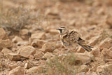 Image. Saharaohrenlerche
