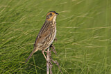 Image. Saltmarsh Sparrow
