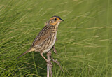 Image. Saltmarsh Sparrow