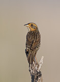 Image. Saltmarsh Sparrow