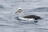 Image. Salvinalbatros