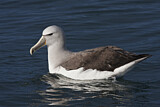 Image. Salvinalbatros