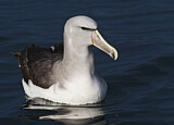 Image. Salvinalbatros