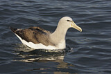 Image. Salvinalbatros