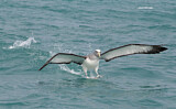 Image. Salvinalbatros