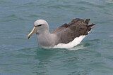 Image. Salvinalbatros