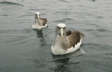 Image. Salvinalbatros