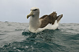 Image. Salvinalbatros