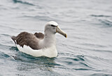 Image. Salvinalbatros