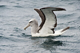 Image. Salvinalbatros