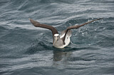 Image. Salvinalbatros