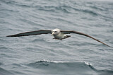 Image. Salvinalbatros