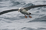 Image. Salvinalbatros
