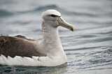Image. Salvinalbatros