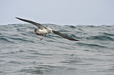 Image. Salvinalbatros