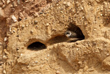Image. Sand Martin