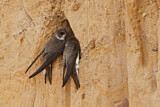 Image. Sand Martin