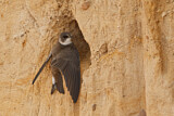 Image. Sand Martin