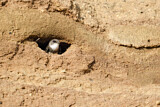 Image. Sand Martin