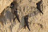 Image. Sand Martin