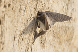 Image. Sand Martin