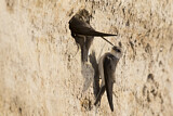 Image. Sand Martin