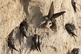 Image. Sand Martin
