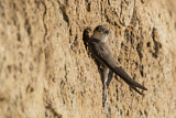 Image. Sand Martin