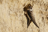Image. Sand Martin