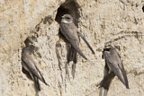 Image. Sand Martin