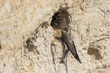 Image. Sand Martin